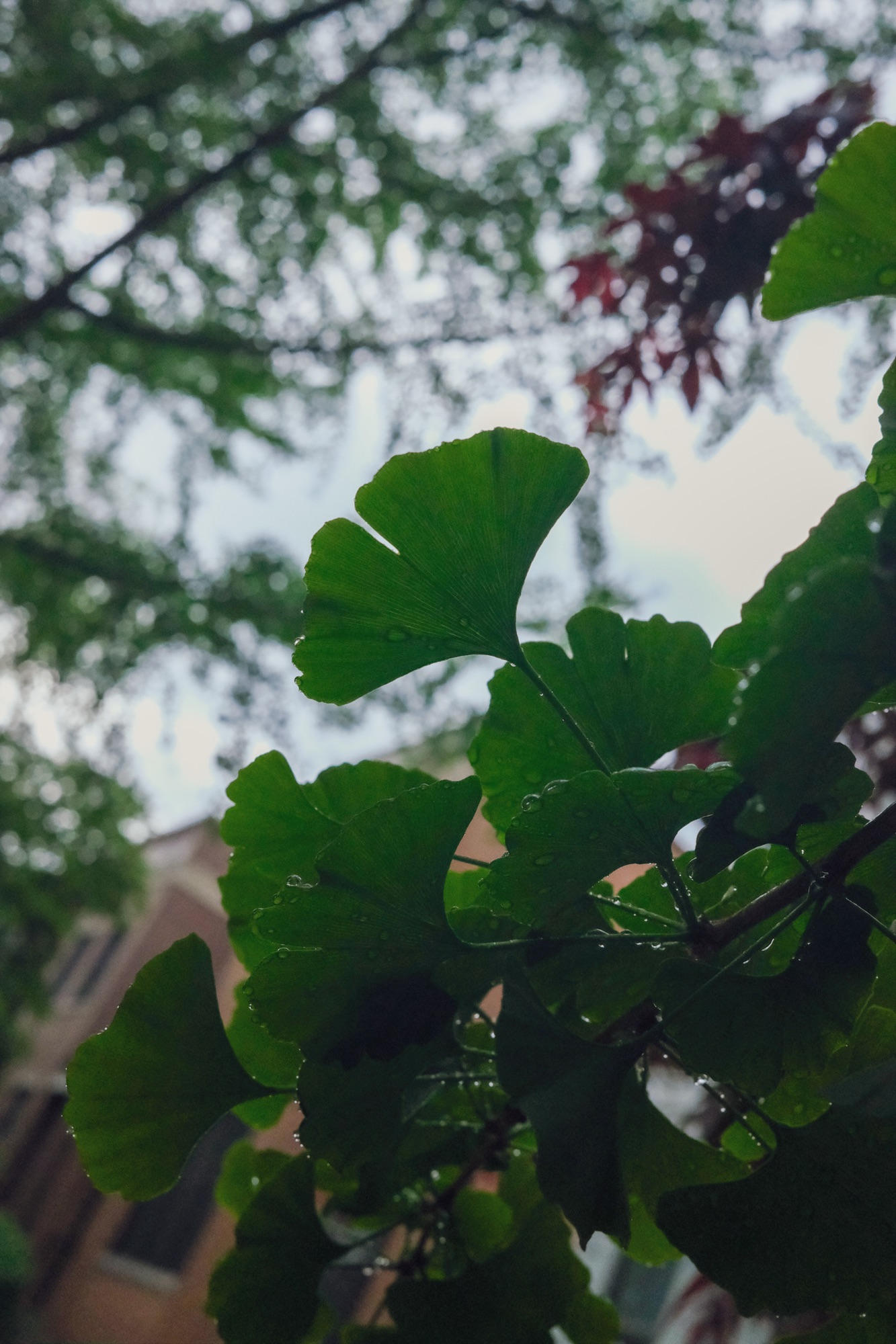 The Rain Day Blues (9/17/23)